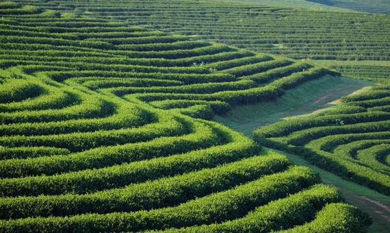 翠峰茶園 Choui Fong Tea Plantation